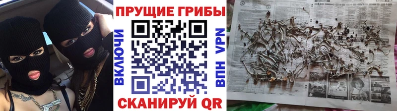 Псилоцибиновые грибы Cubensis  Фокино 
